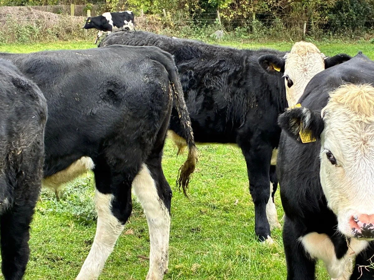 6 smashing Hereford bullocks for sale - Image 3