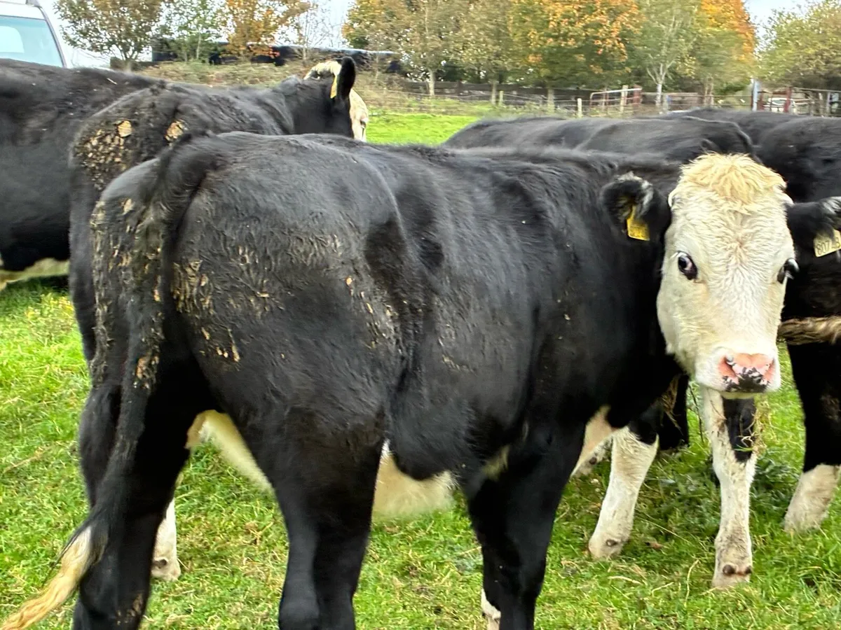 6 smashing Hereford bullocks for sale - Image 4