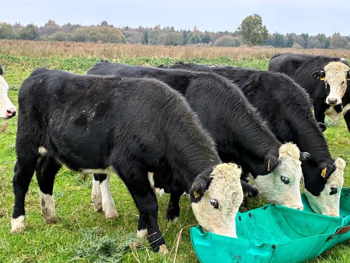 6 smashing Hereford bullocks for sale - Image 1