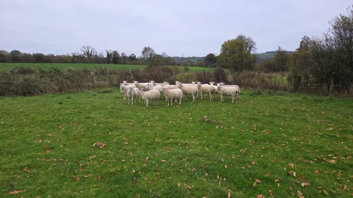 Easycare Hogget Ewes - Image 1