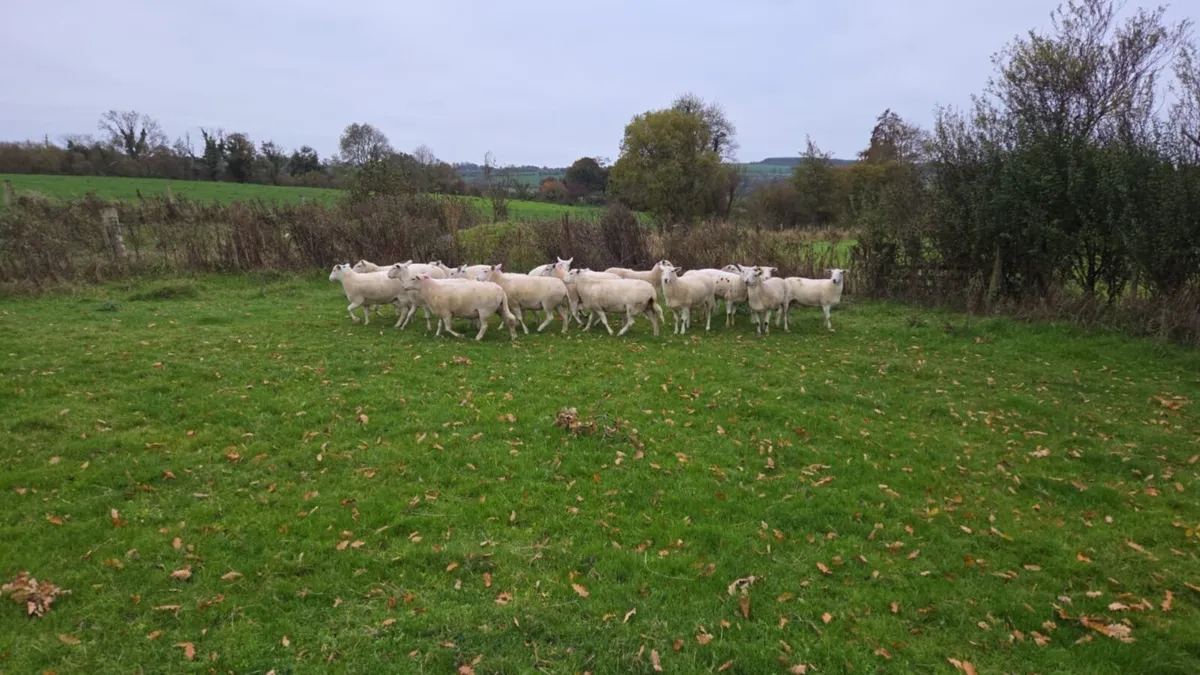 Easycare Hogget Ewes - Image 2