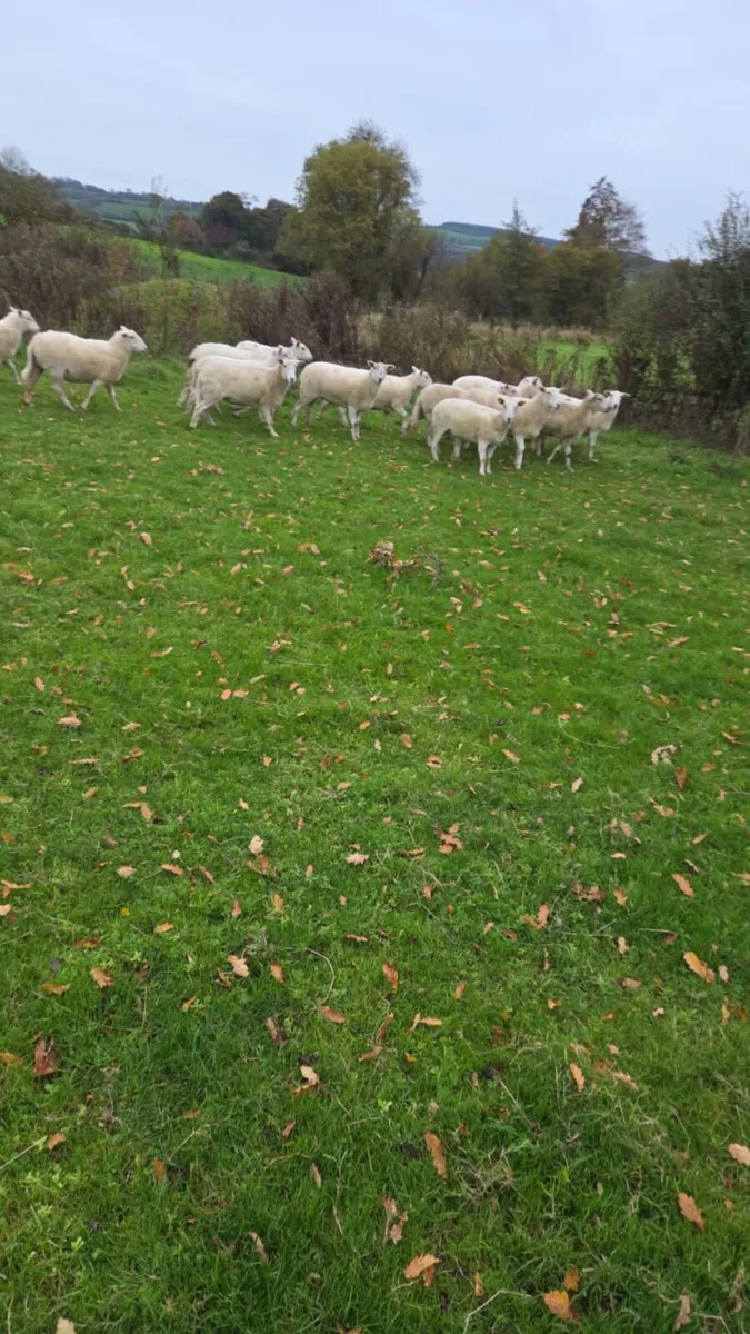 Easycare Hogget Ewes - Image 3