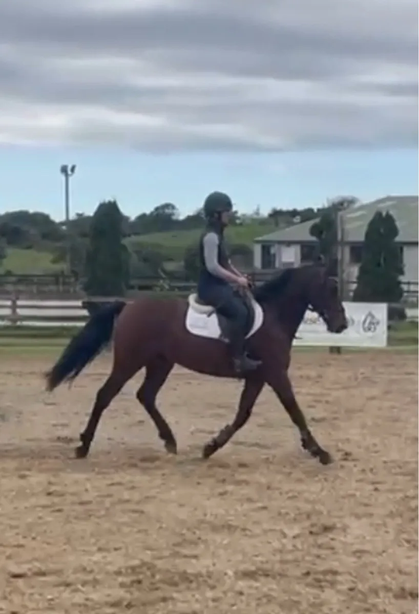 Quality Connemara  cross gelding. - Image 1