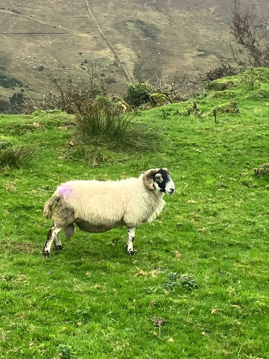Blackface ram - Image 1