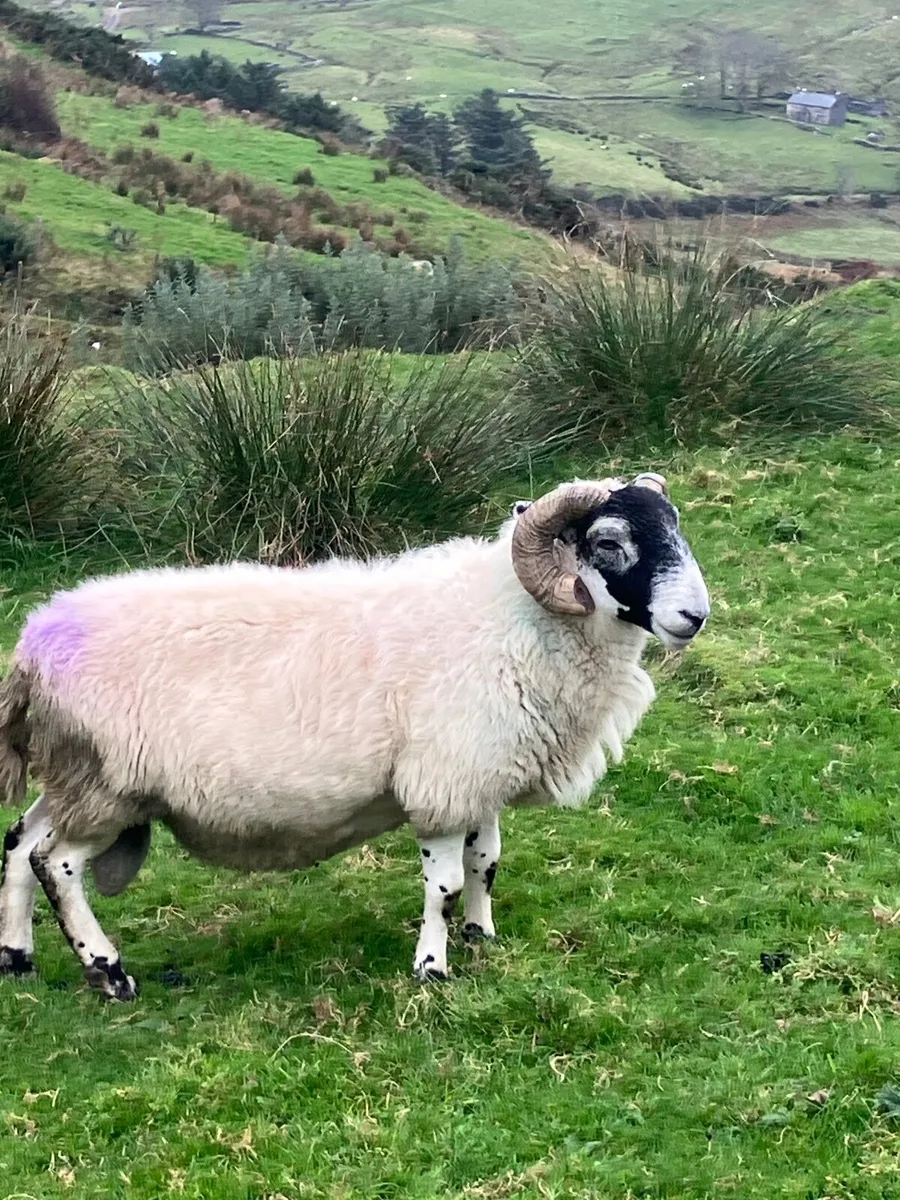 Blackface ram - Image 2