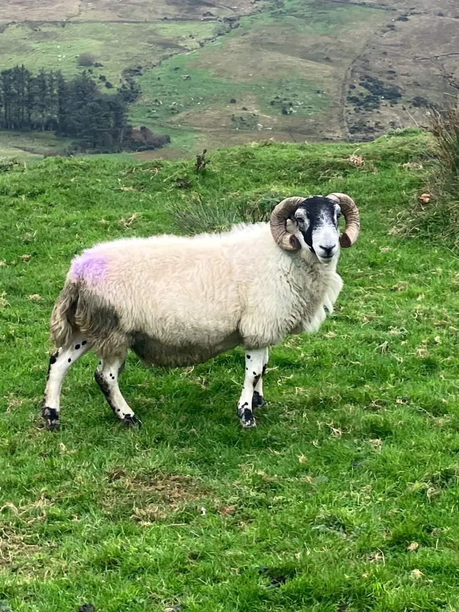 Blackface ram - Image 3