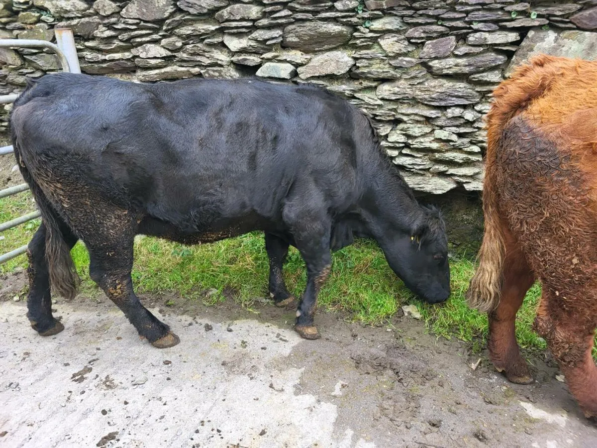 Young cow's,5 star, Oct-Nov calving - Image 2
