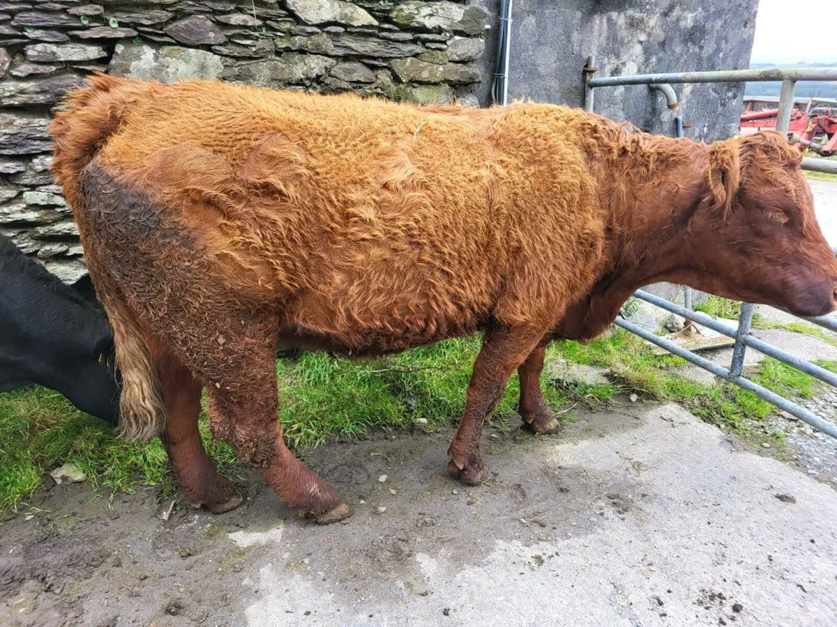 Young cow's,5 star, Oct-Nov calving - Image 3