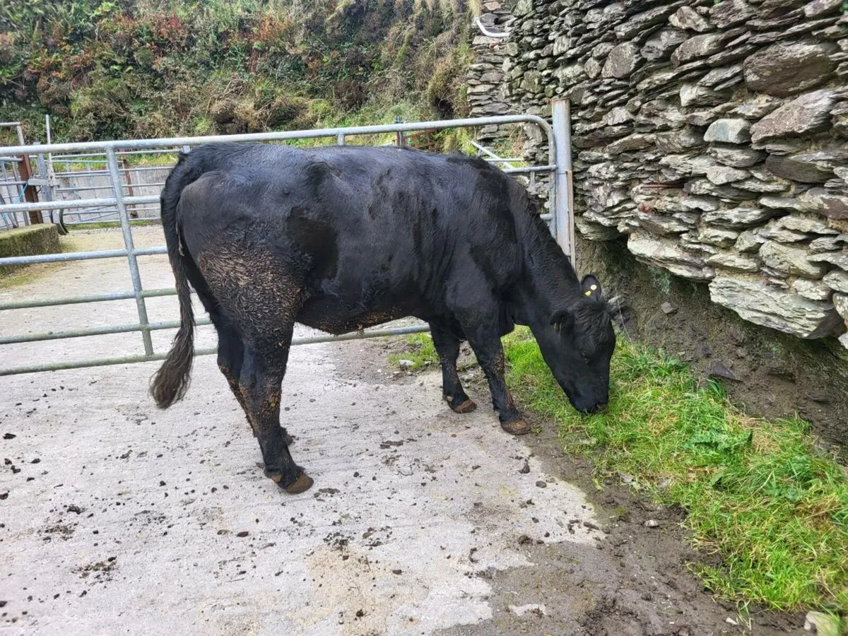 Young cow's,5 star, Oct-Nov calving - Image 4