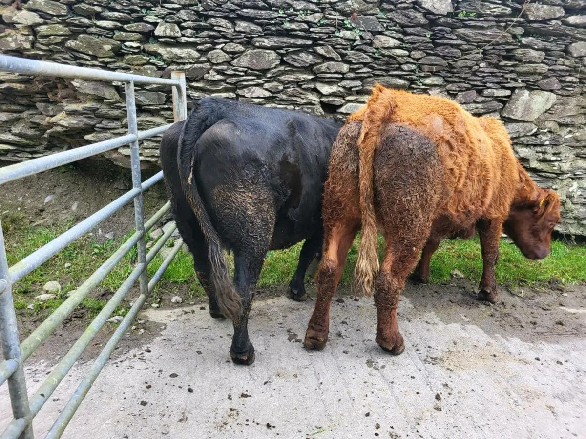 Young cow's,5 star, Oct-Nov calving - Image 1