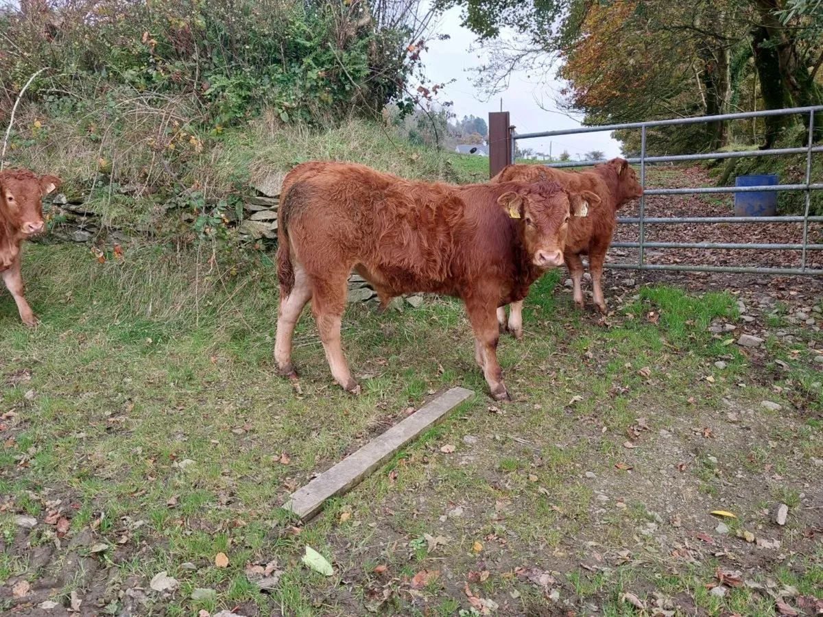 Organic Limousin Weanlings - Image 2