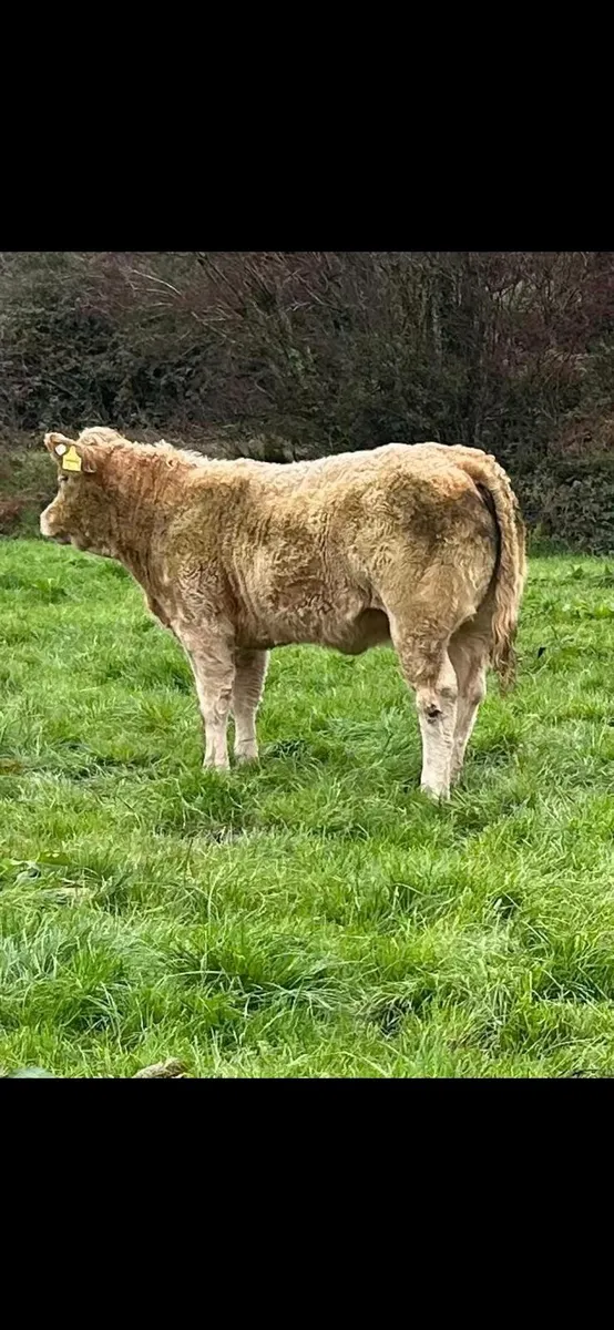 4 ⭐️ limousin breeding type heifer - Image 2