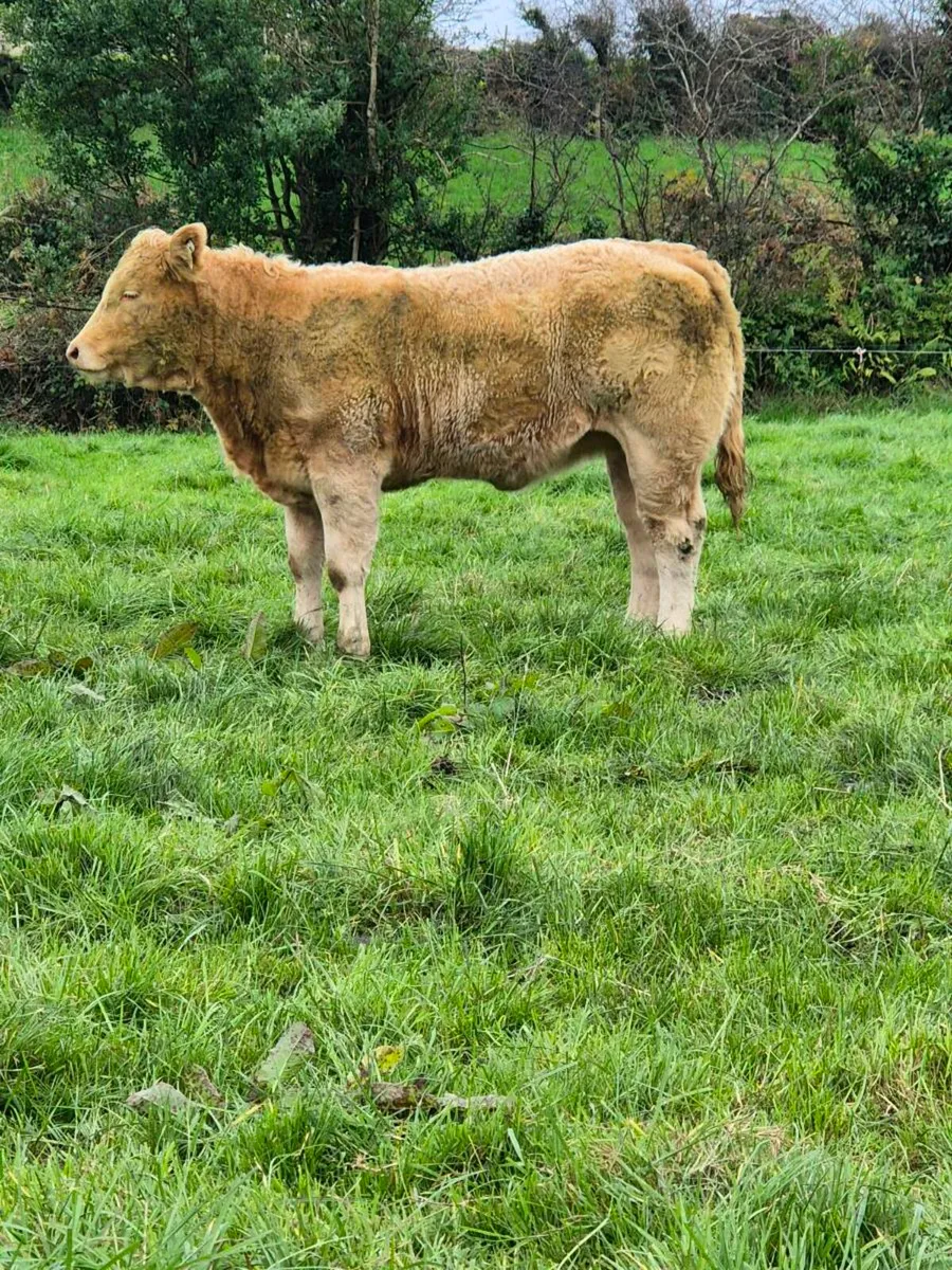 4 ⭐️ limousin breeding type heifer - Image 3