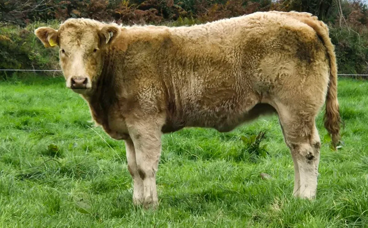 4 ⭐️ limousin breeding type heifer - Image 1