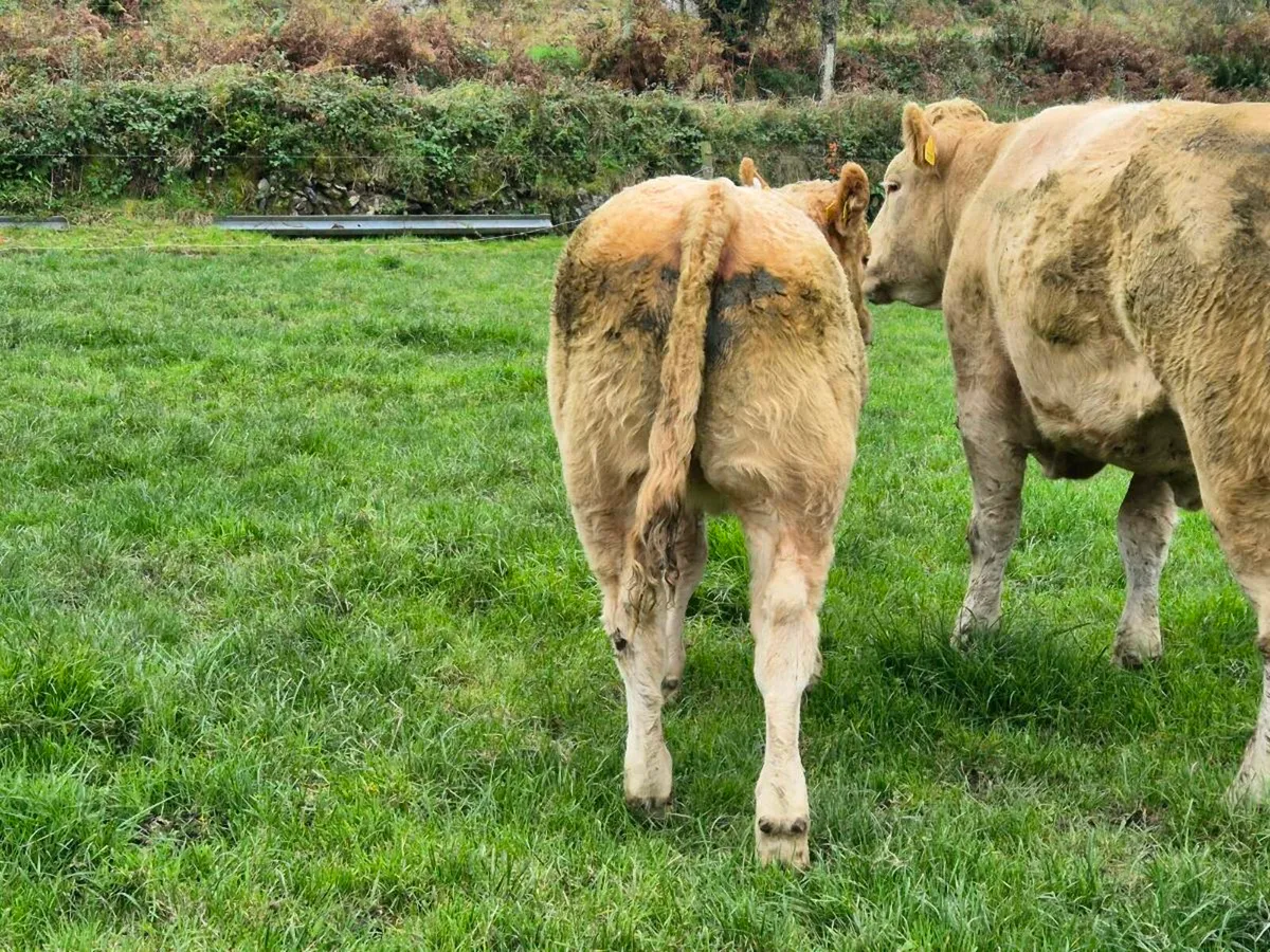 4 ⭐️ limousin breeding type heifer - Image 4
