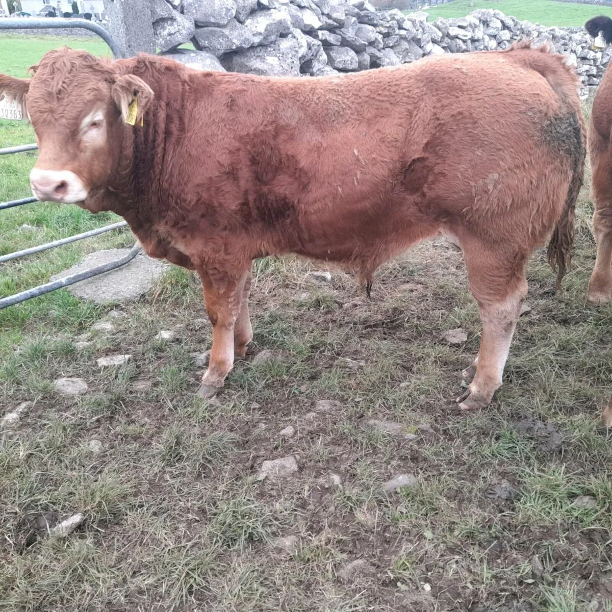 Bull Weanlings - Image 1