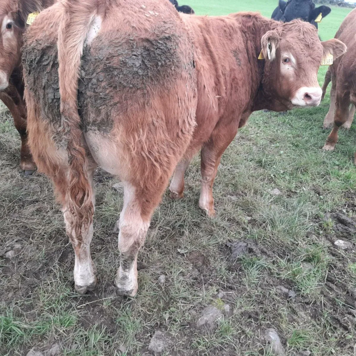 Bull Weanlings - Image 2