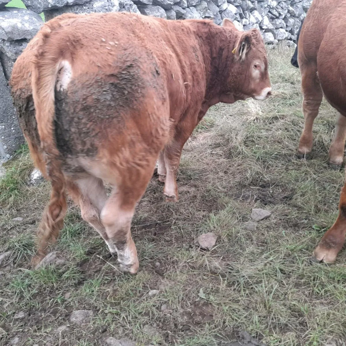 Bull Weanlings - Image 3