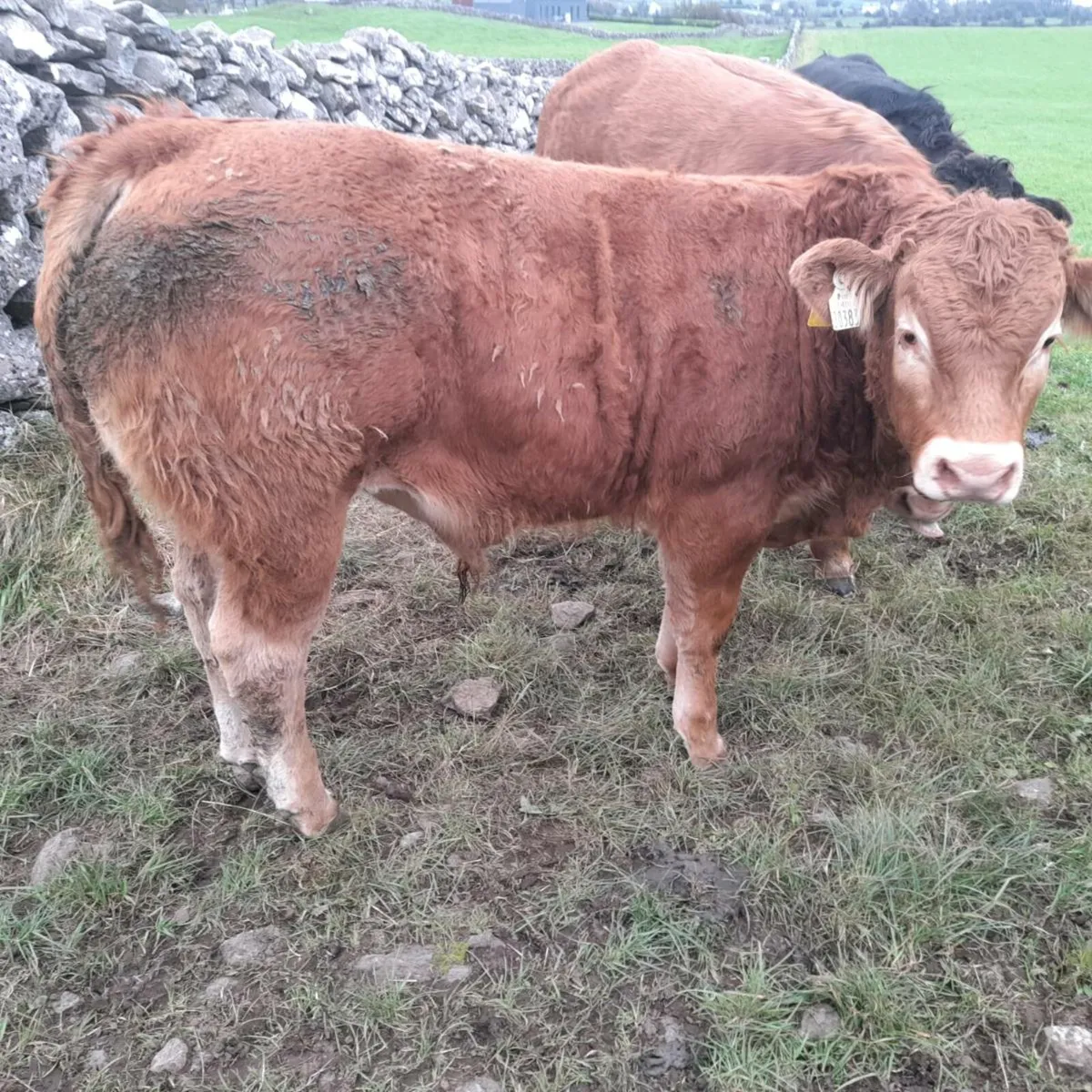 Bull Weanlings - Image 4