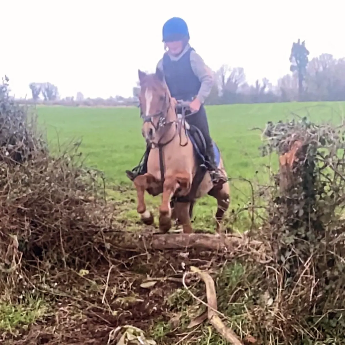 12.2 schoolmaster - Image 4
