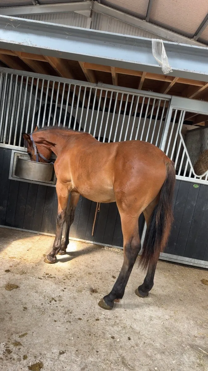 Draught x Cob gelding - Image 1