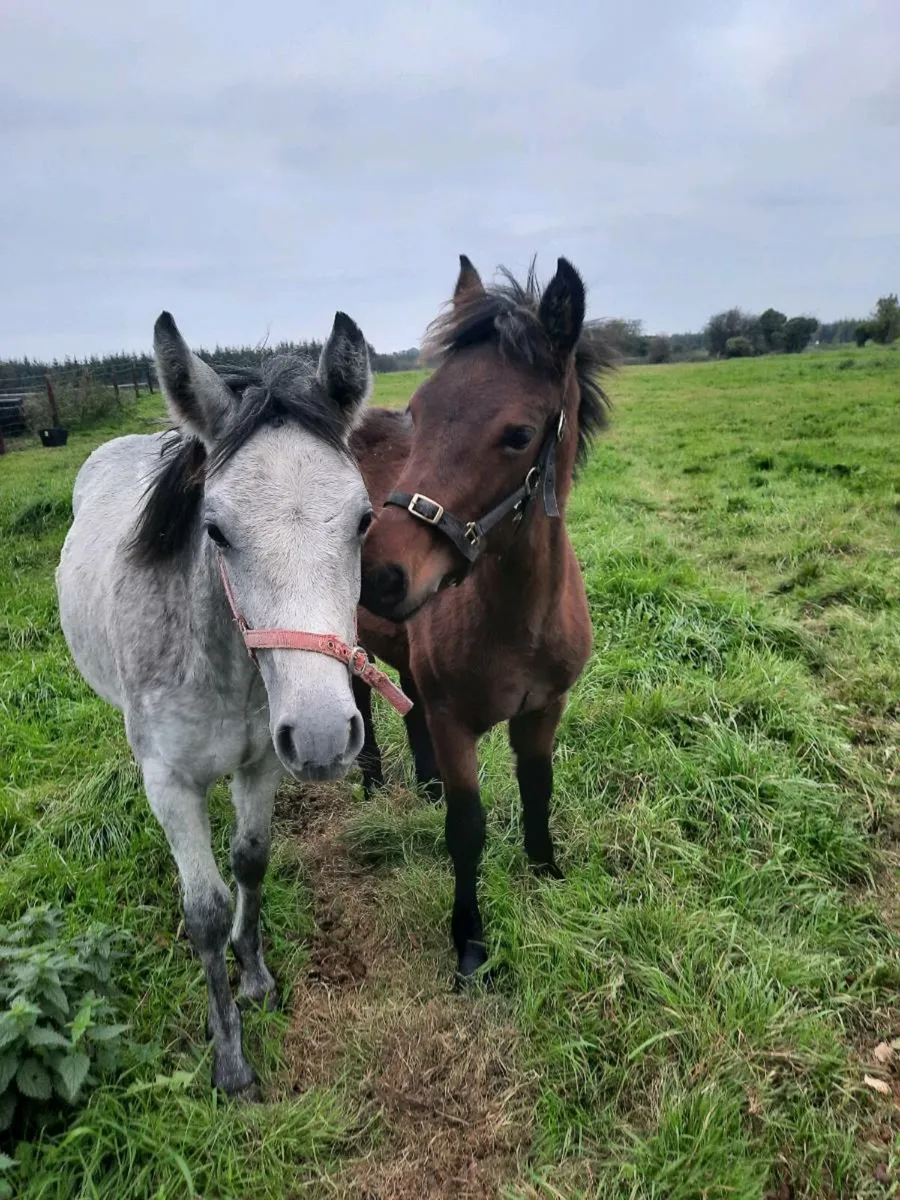 Connemara foals - Image 1