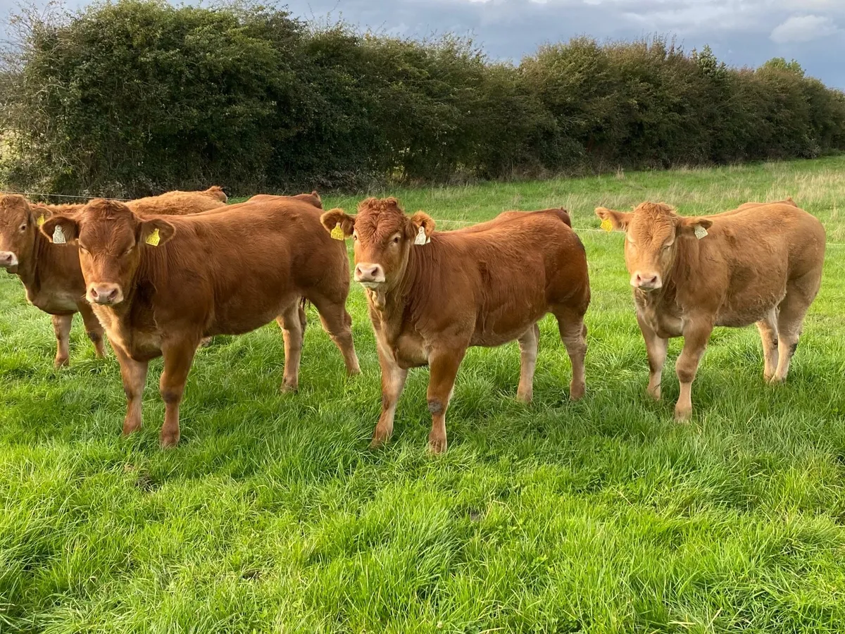 Top quality Ai heifers for Gort Thursday 16th Oct - Image 1