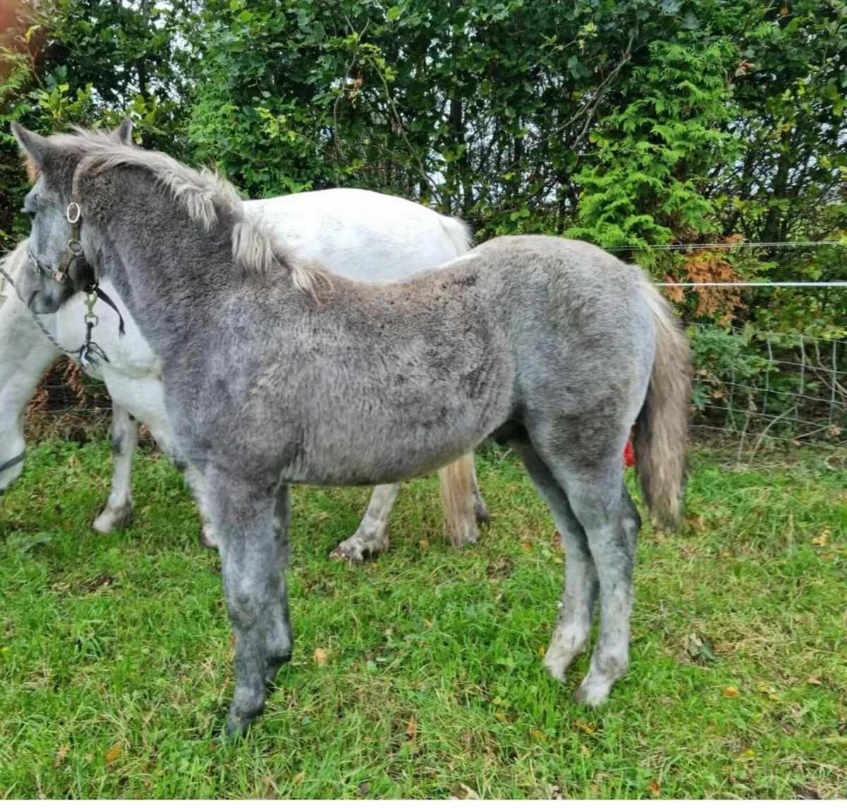 Connemara colt foal - Image 2