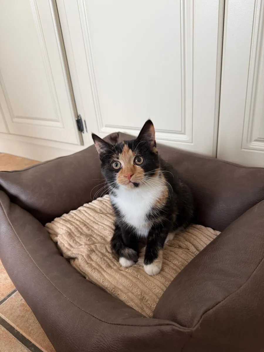 Kitten - Image 1