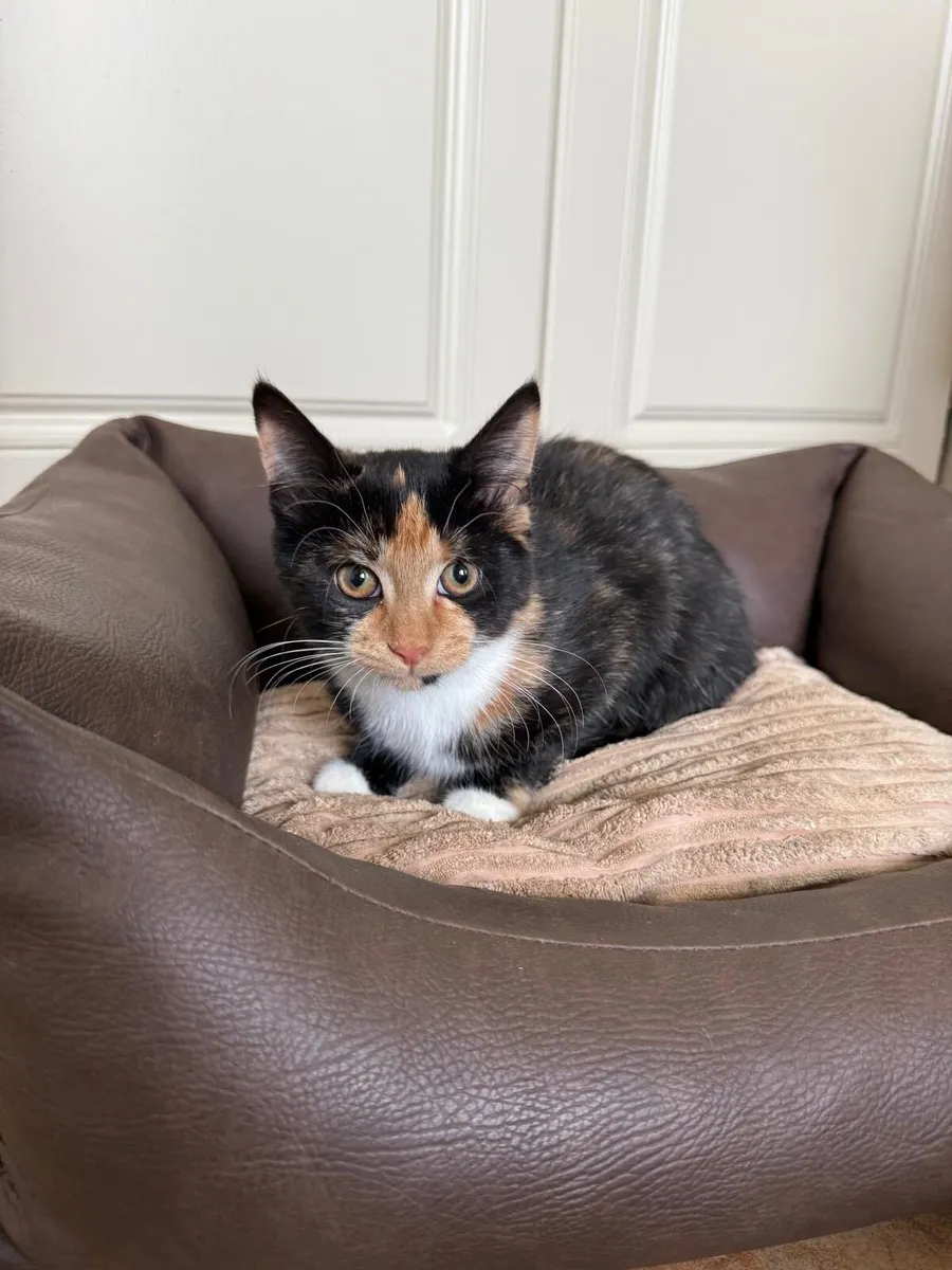Kitten - Image 2
