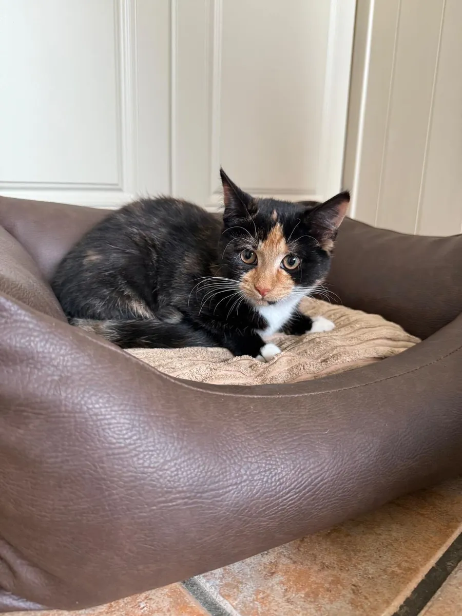 Kitten - Image 3