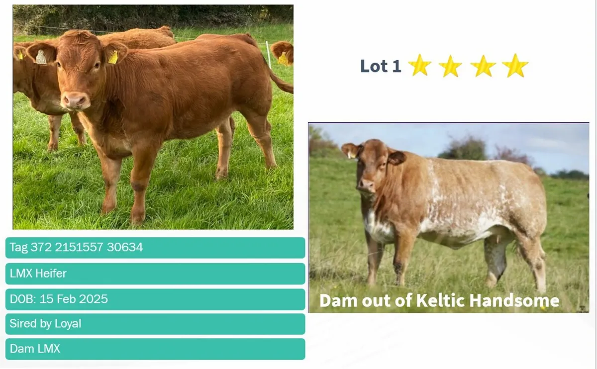 Top quality Ai heifers for Gort Thursday 16th Oct - Image 2