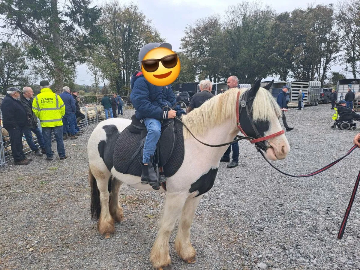 6yr very quiet 12.1hh pony - Image 1