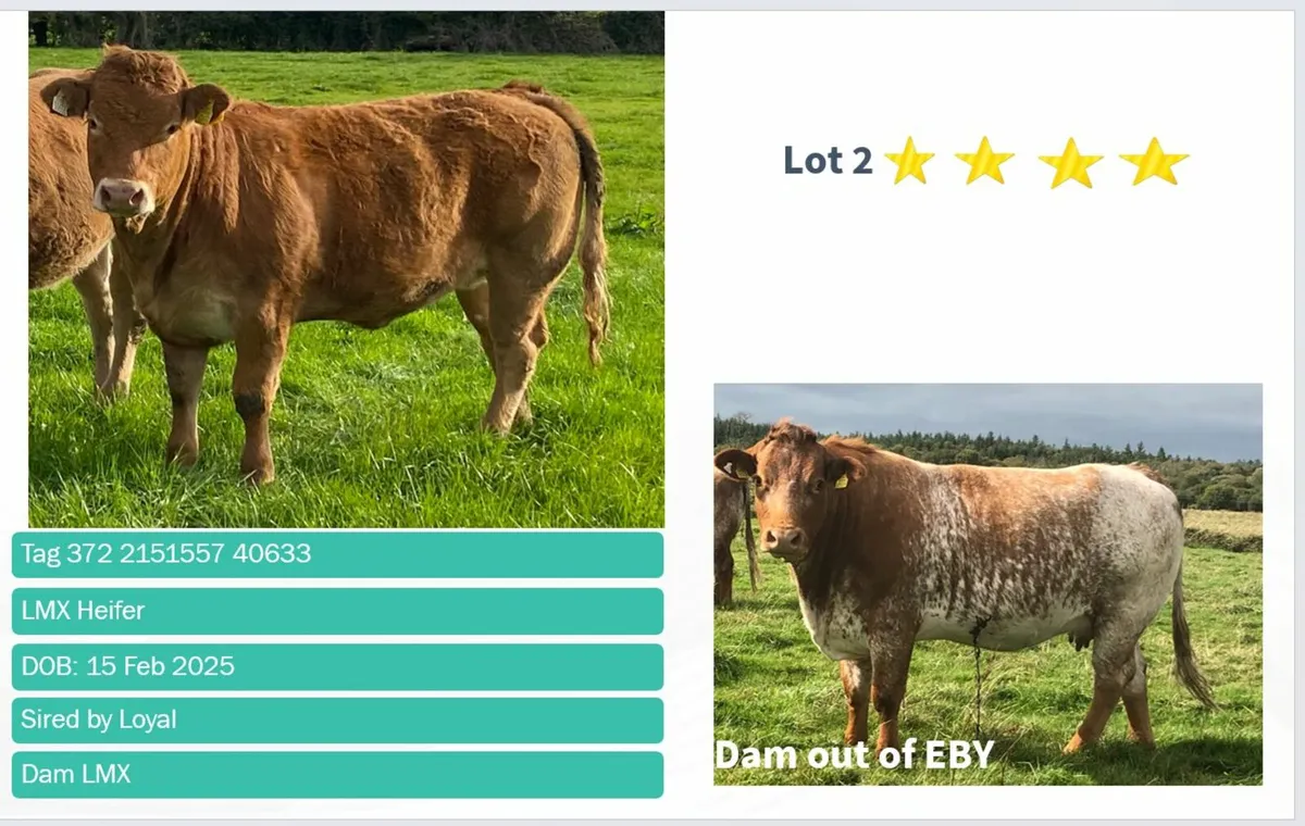 Top quality Ai heifers for Gort Thursday 16th Oct - Image 3