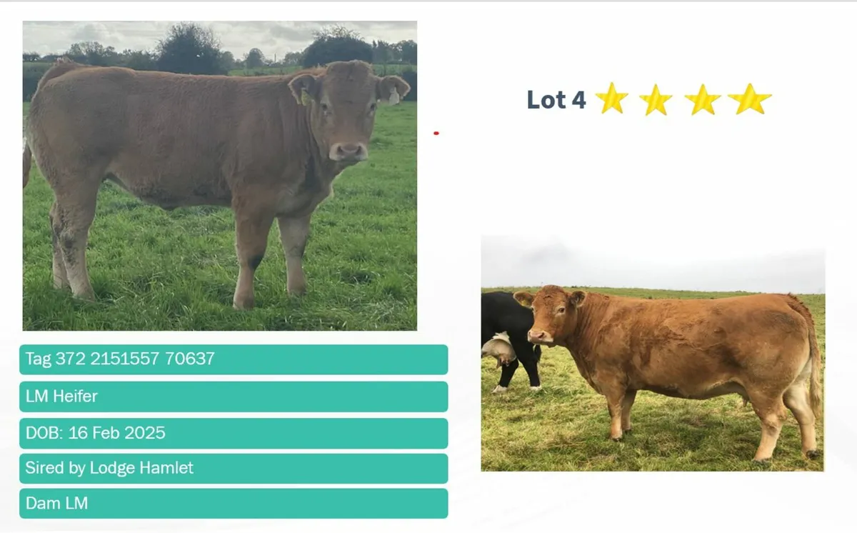 Top quality Ai heifers for Gort Thursday 16th Oct - Image 4