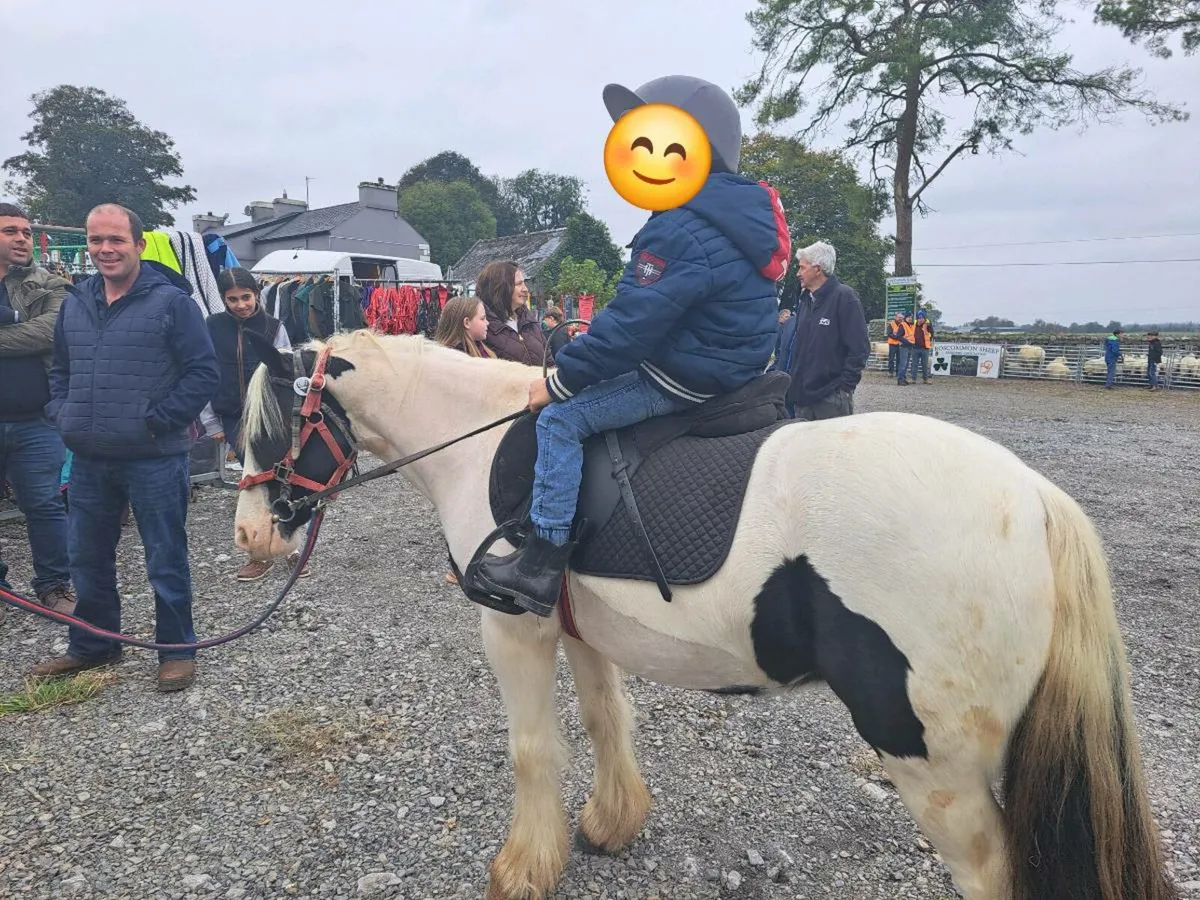 6yr very quiet 12.1hh pony - Image 2