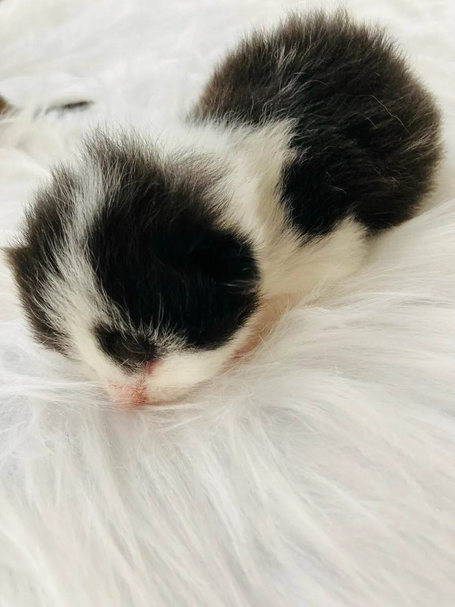 Beautiful long hair kittens - Image 4