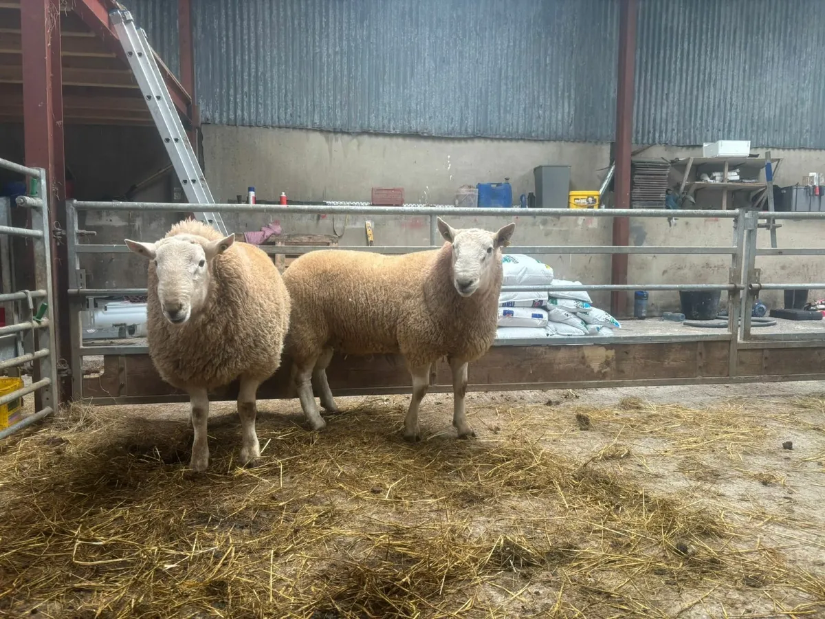 Cheviot Rams - Image 1