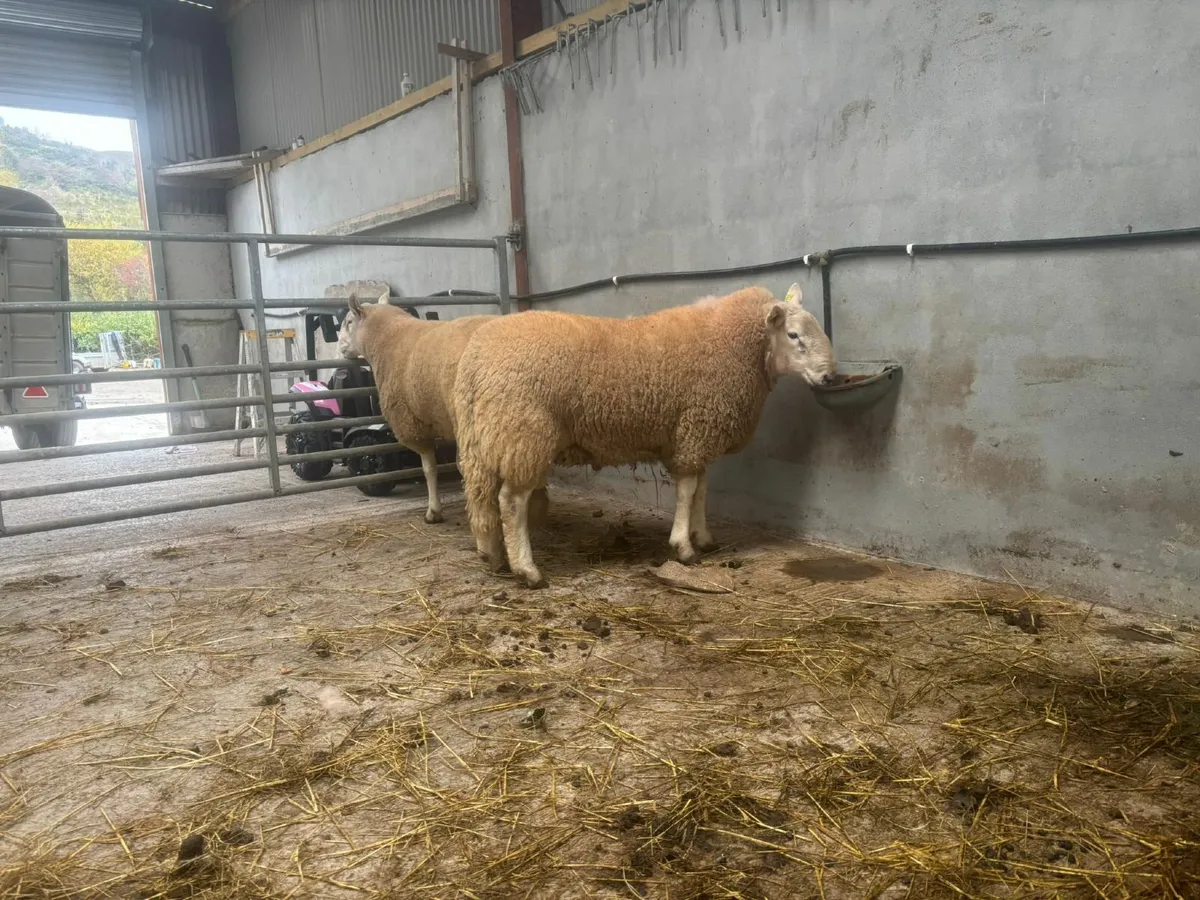Cheviot Rams - Image 2