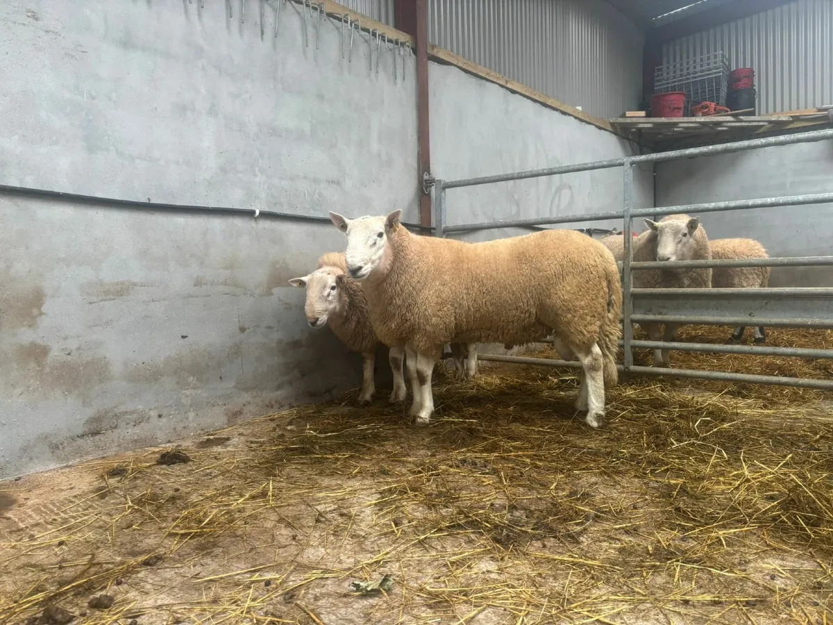 Cheviot Rams - Image 3