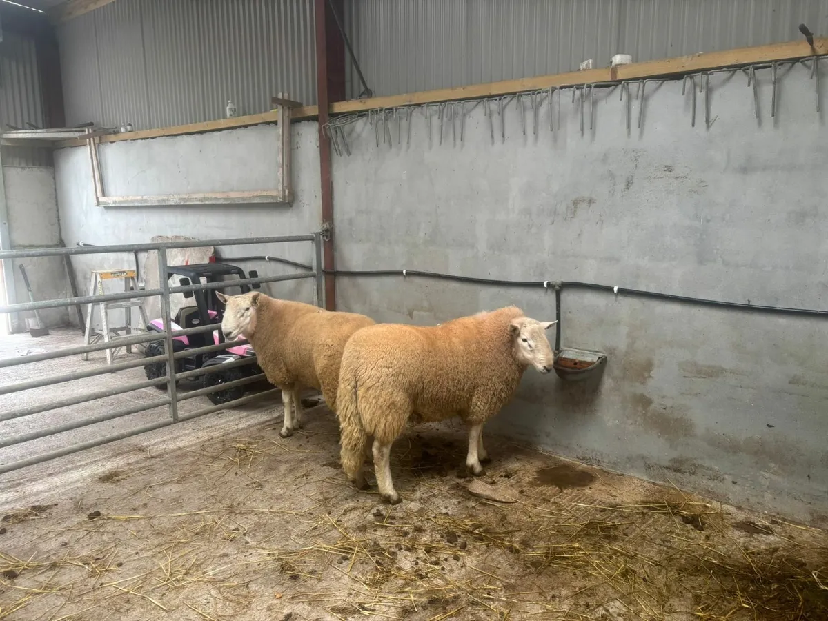 Cheviot Rams - Image 4