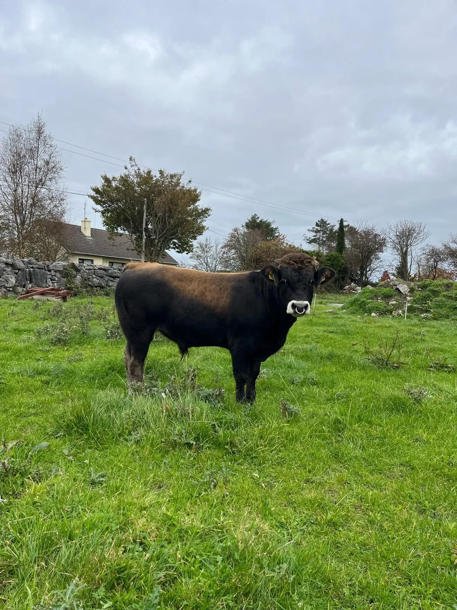 Livestock - Image 2