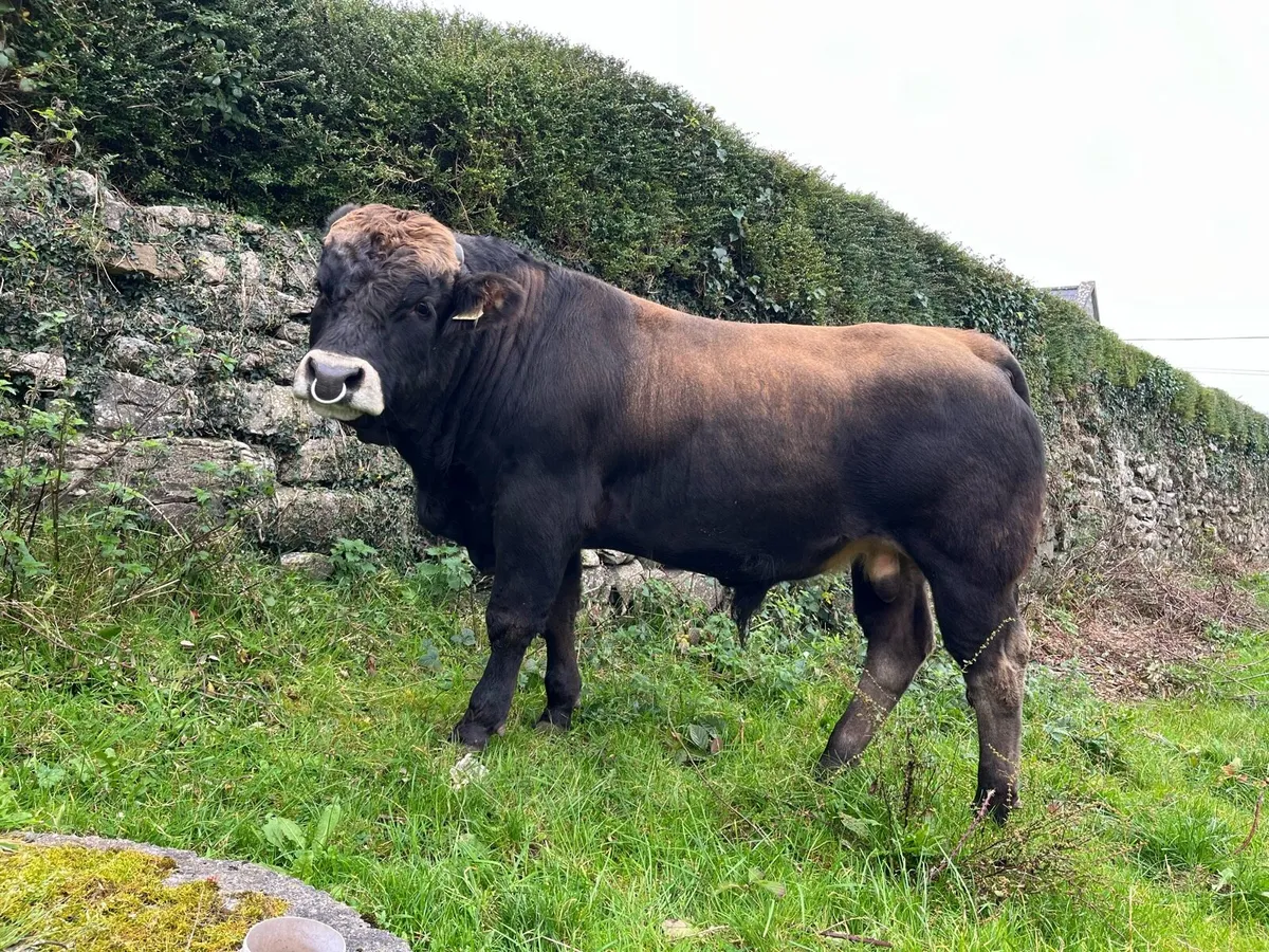 Livestock - Image 1