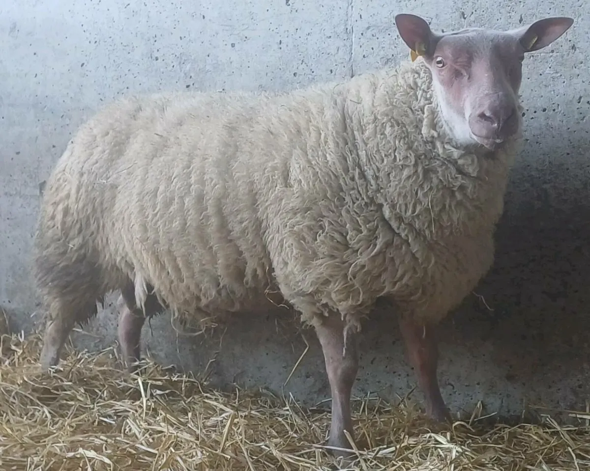 Rouge Ram Lambs - Image 1