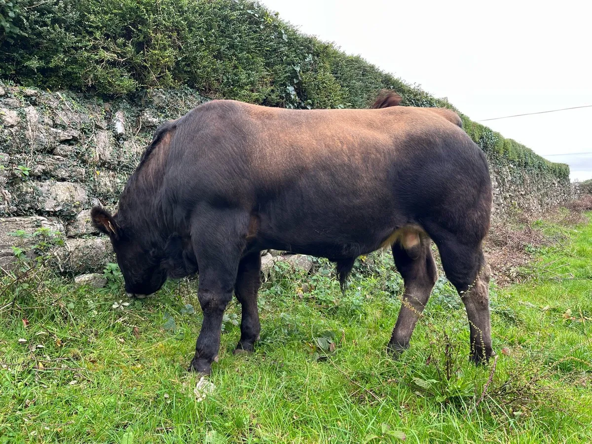 Livestock - Image 4