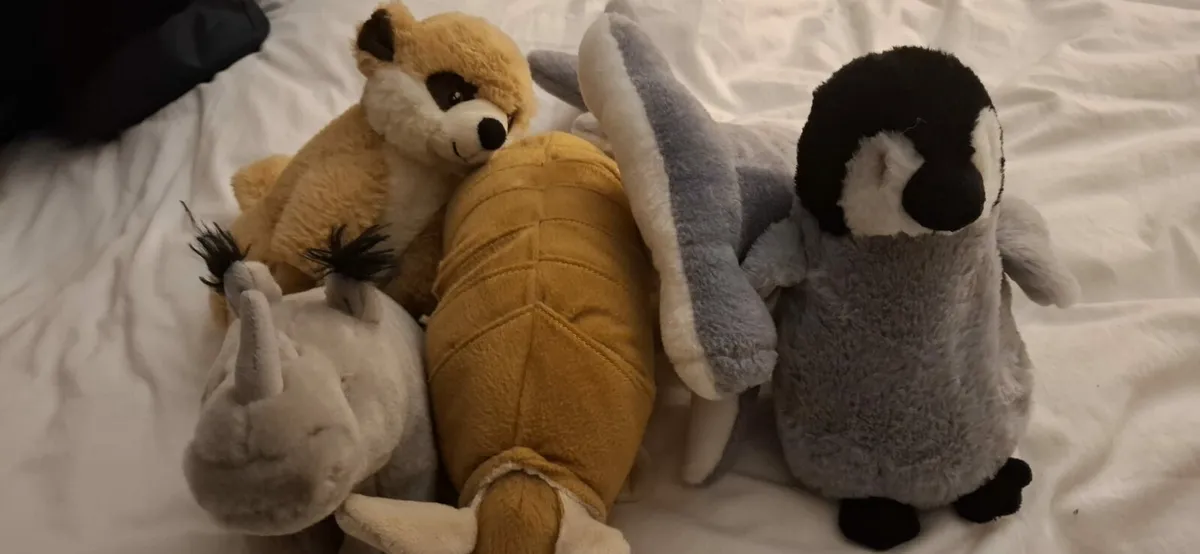 Teddies