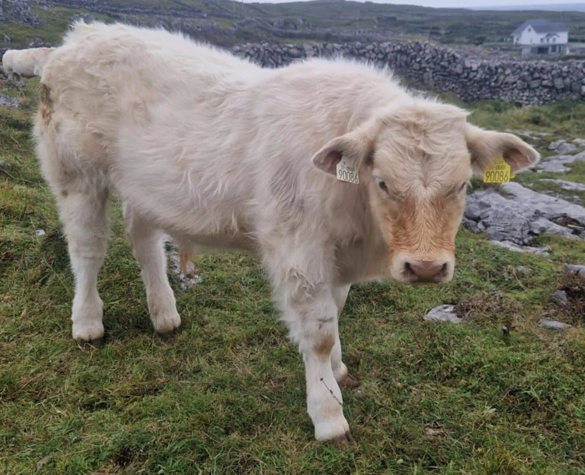 Pbr charolais weanling  bulls - Image 2