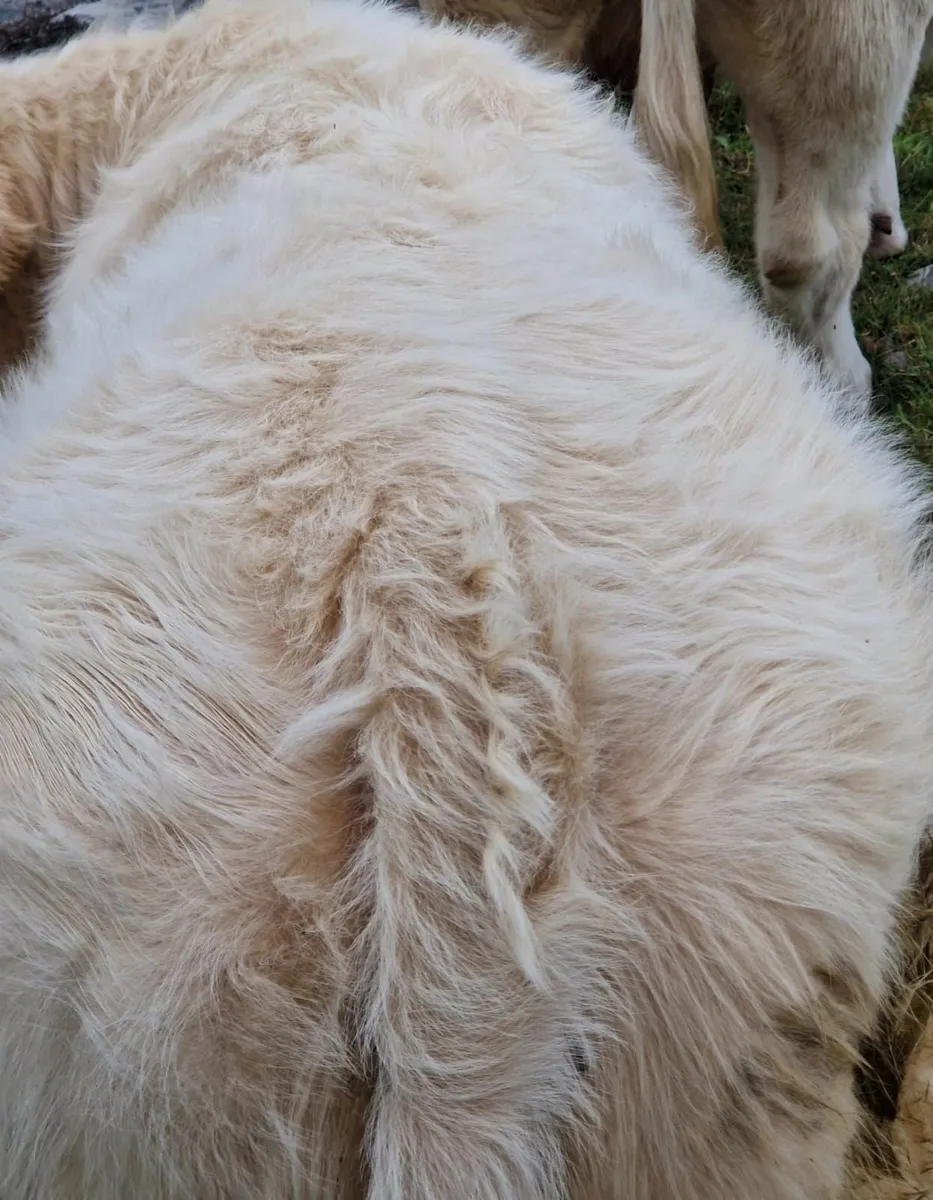Pbr charolais weanling  bulls - Image 4