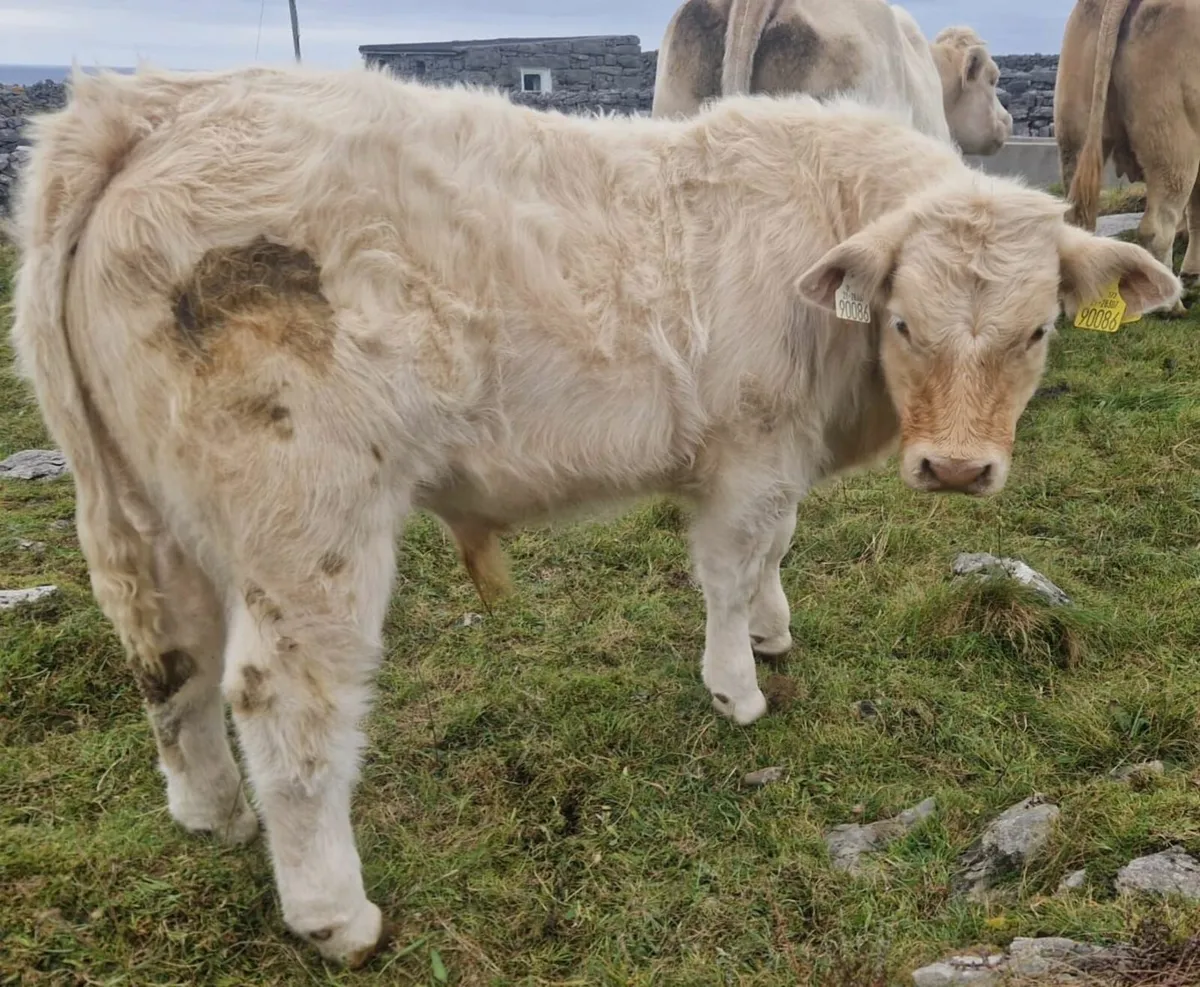 Pbr charolais weanling  bulls - Image 1