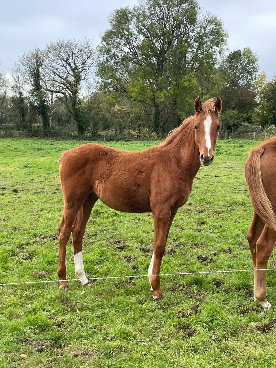 Colt Foal by Madgeslane Luidam - Image 2